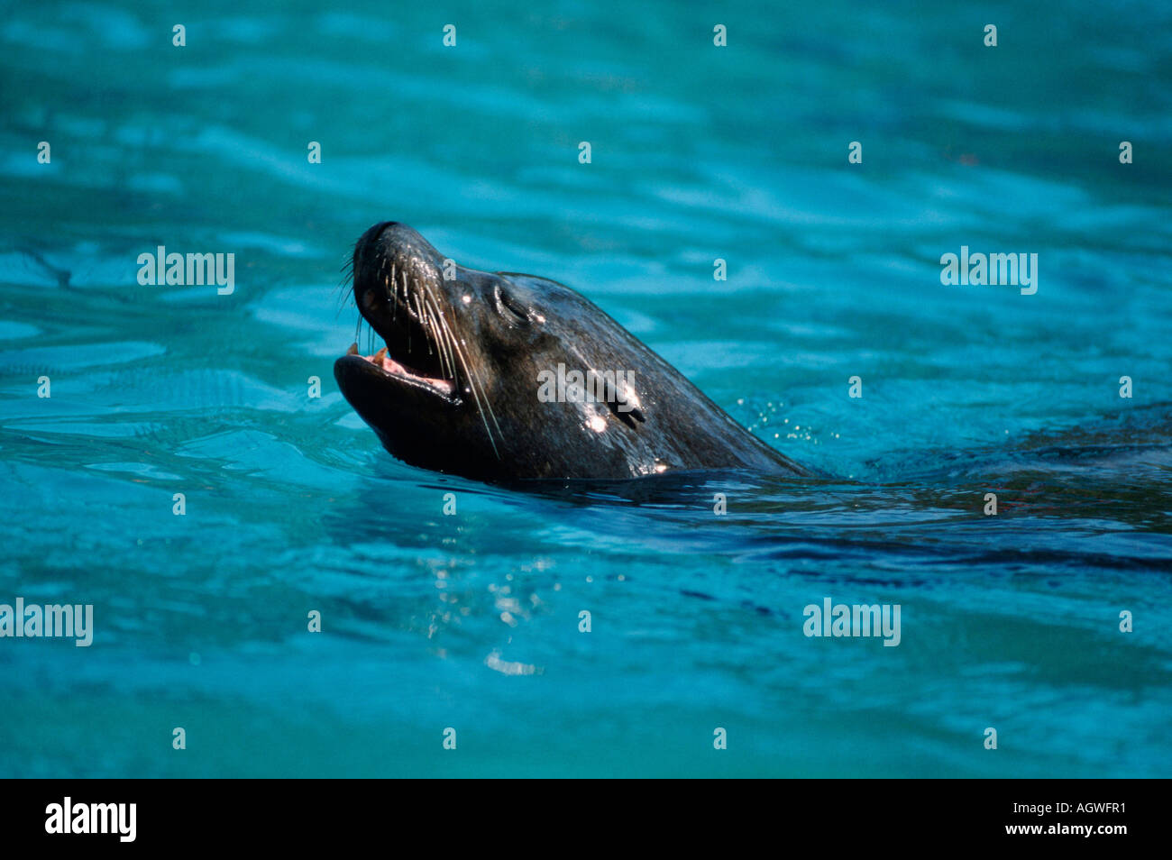 Californian Sea Lion / Kalifornischer Seeloewe Stock Photo