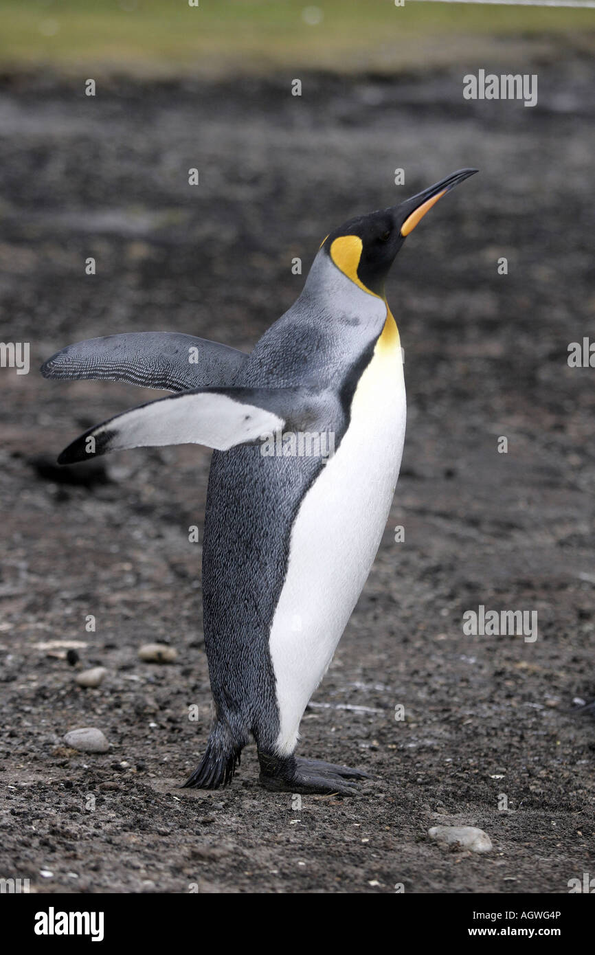 jn4419 king penguin falkland islands penguins flapping wings