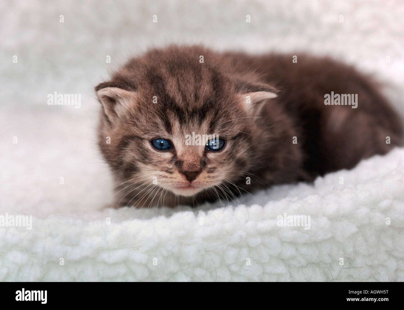 A 3 Week Old Kitten Stock Photo - Alamy