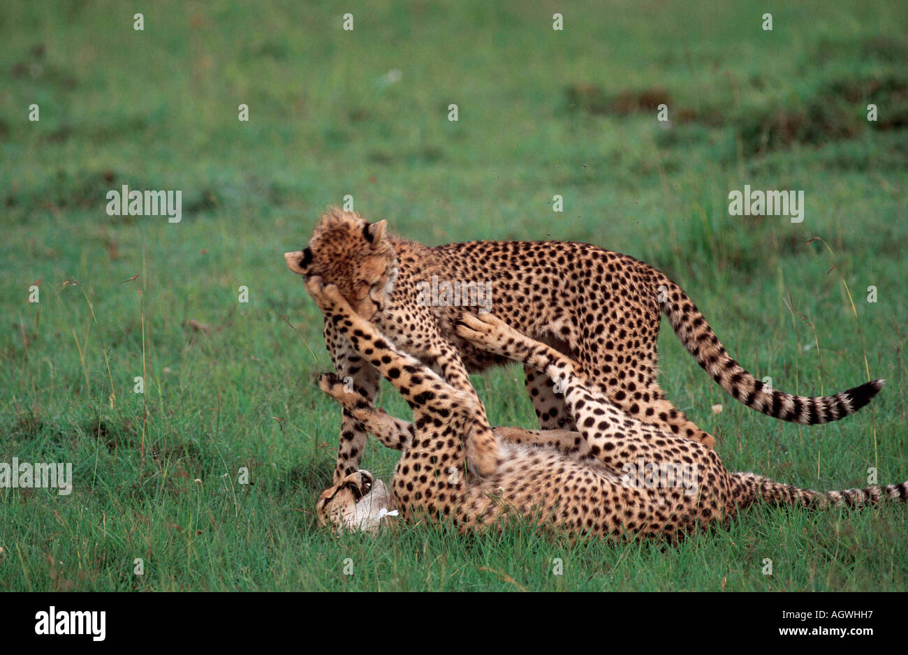 Cheetah / Gepard Stock Photo