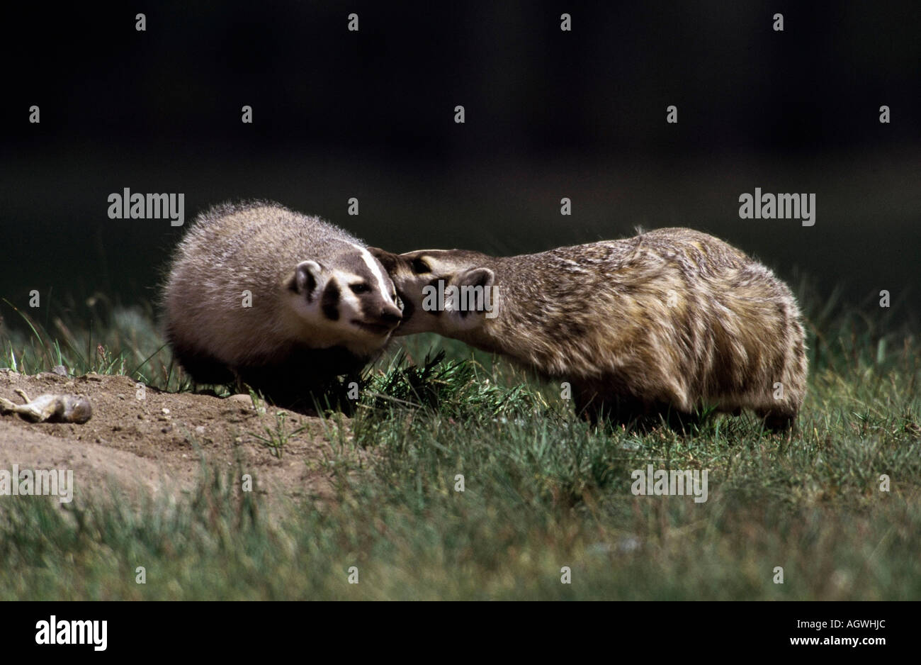 North American Badger Stock Photo - Alamy