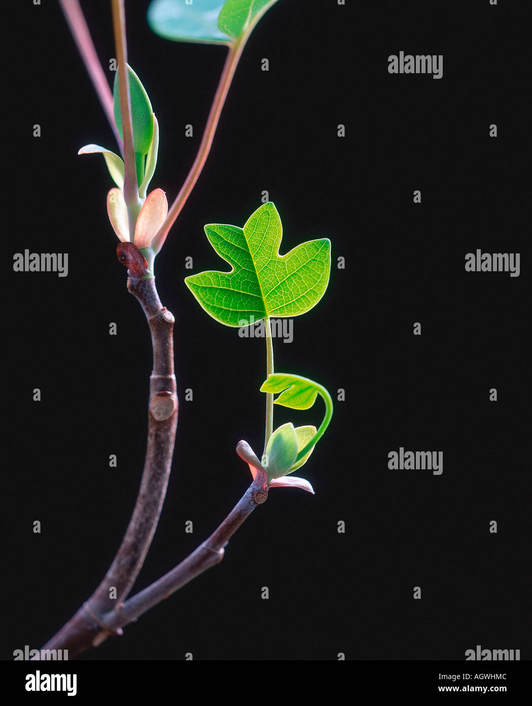 Upright tulip tree hi-res stock photography and images - Alamy