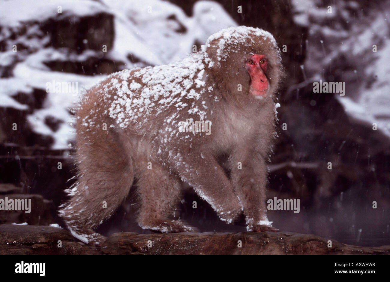 Japanese Macaque / Rotgesichtsmakake / Schneeaffe Stock Photo