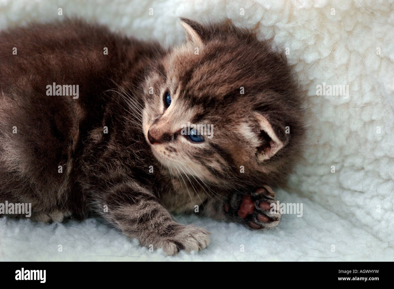 A 3 Week Old Kitten Stock Photo Alamy