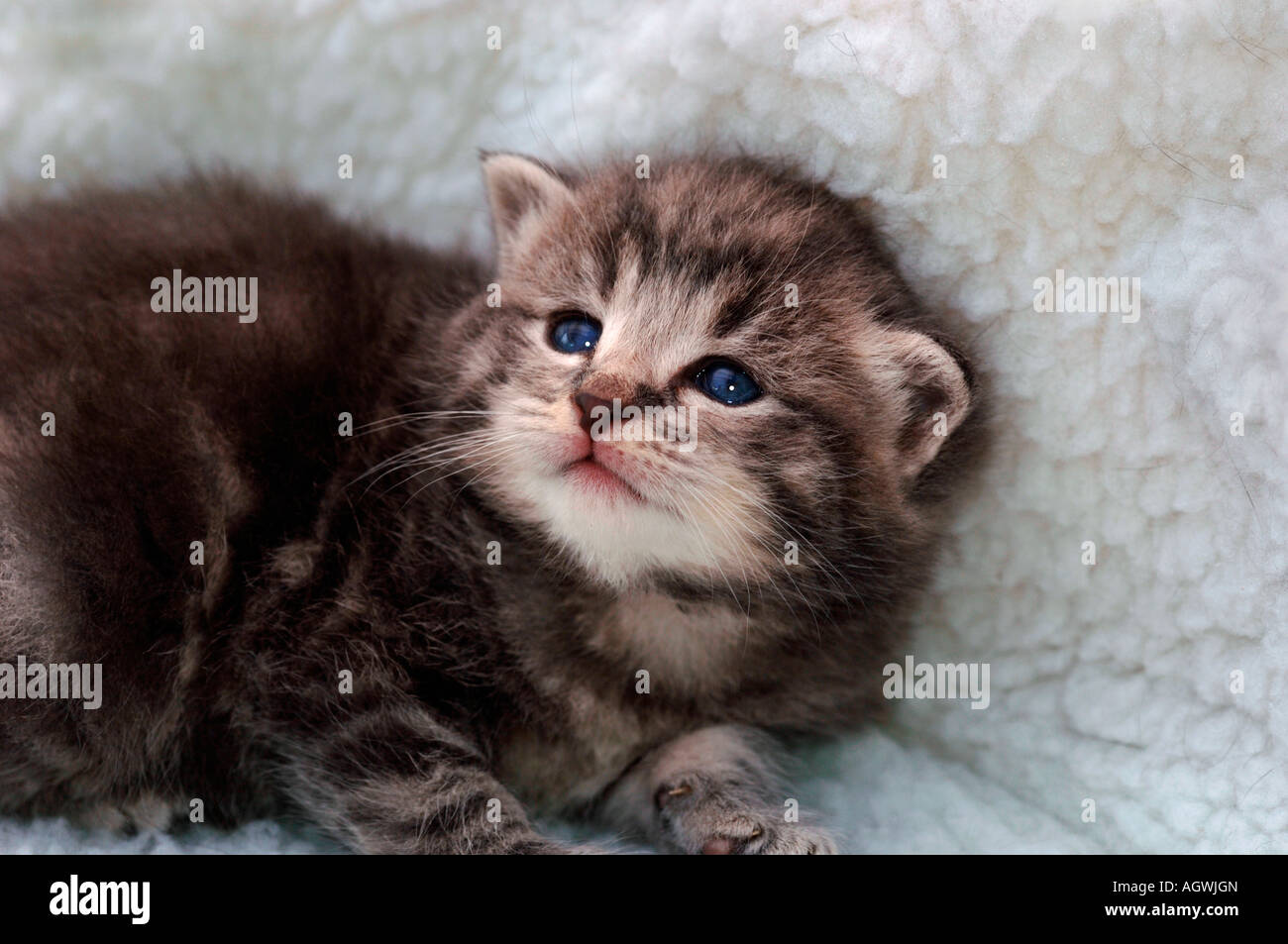 A 3 Week Old Kitten Stock Photo Alamy
