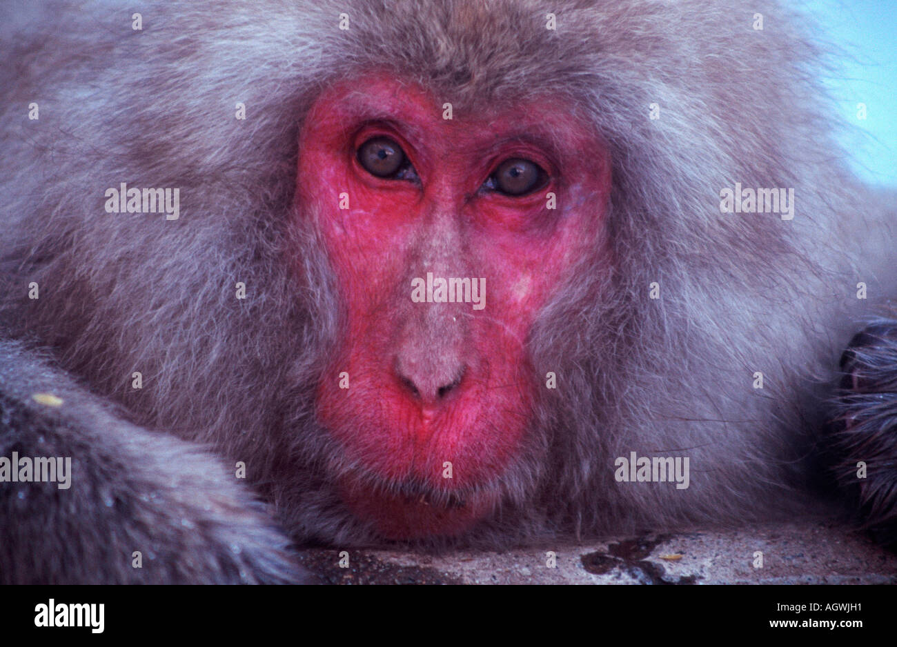 Japanese Macaque / Rotgesichtsmakake / Schneeaffe Stock Photo