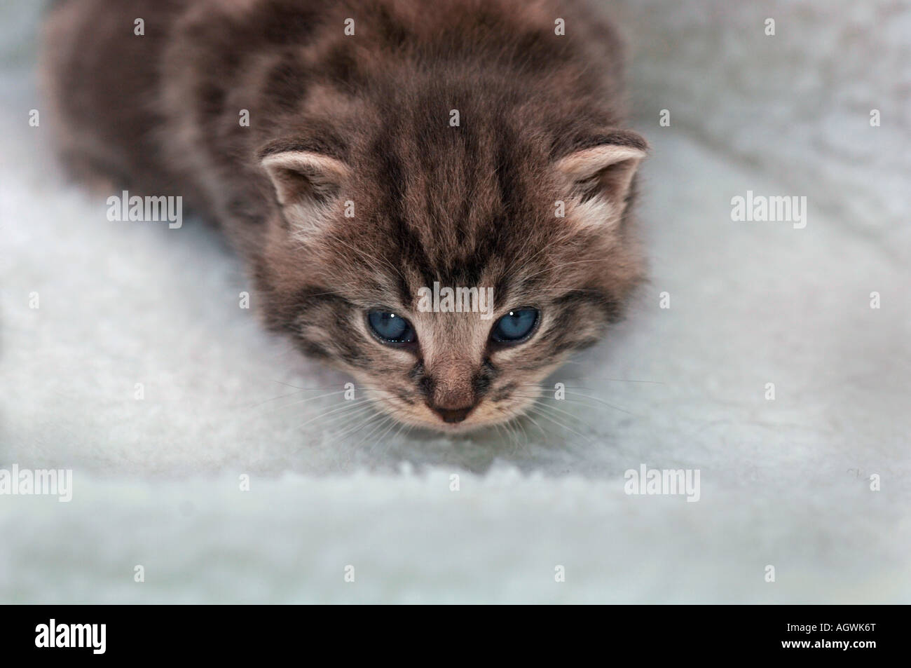 A 3 Week Old Kitten Stock Photo Alamy