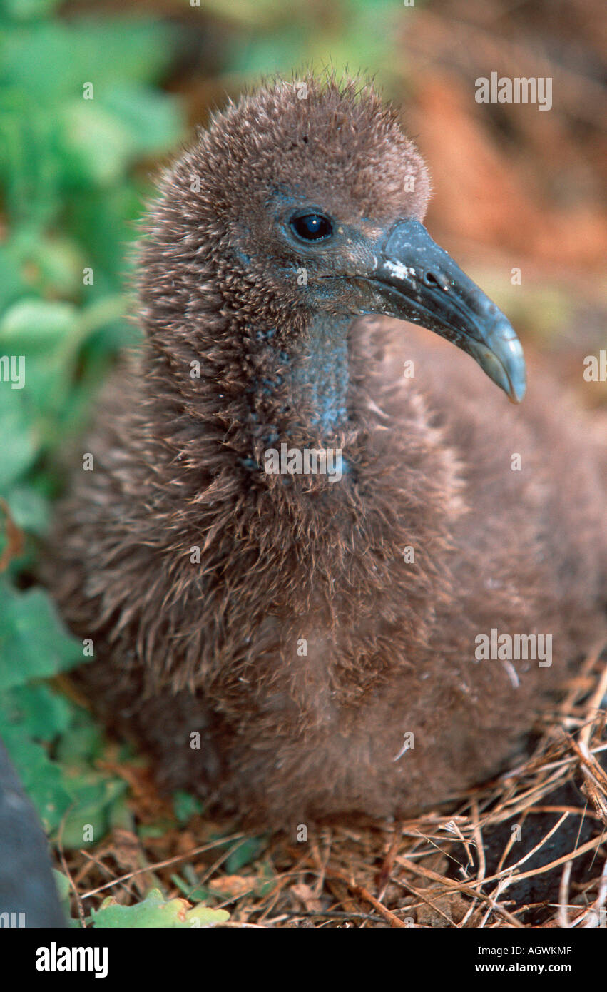 Galapagos inseln hi-res stock photography and images - Alamy