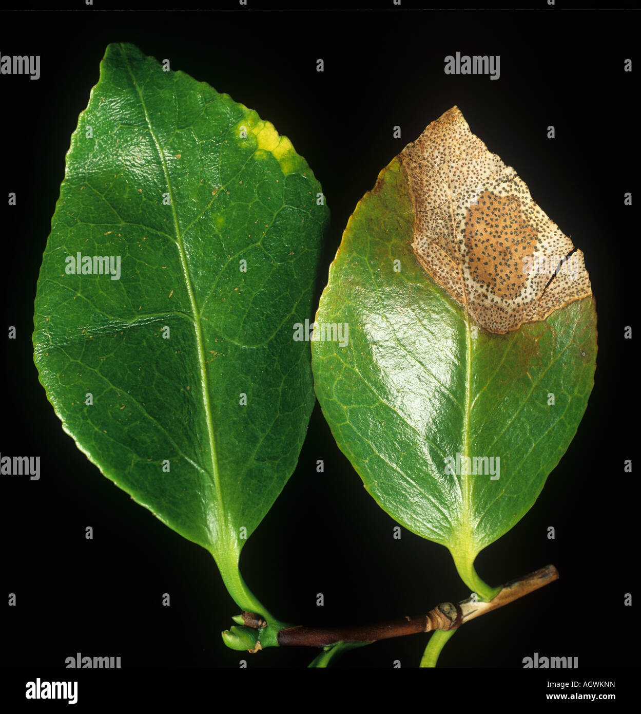 Camellia leaf spot Pestalotiopsis guepini mature lesion and early infection on adjacent leaf Stock Photo