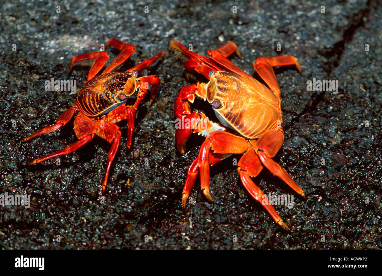 Rock Crab / Rote Felsenkrabbe Stock Photo