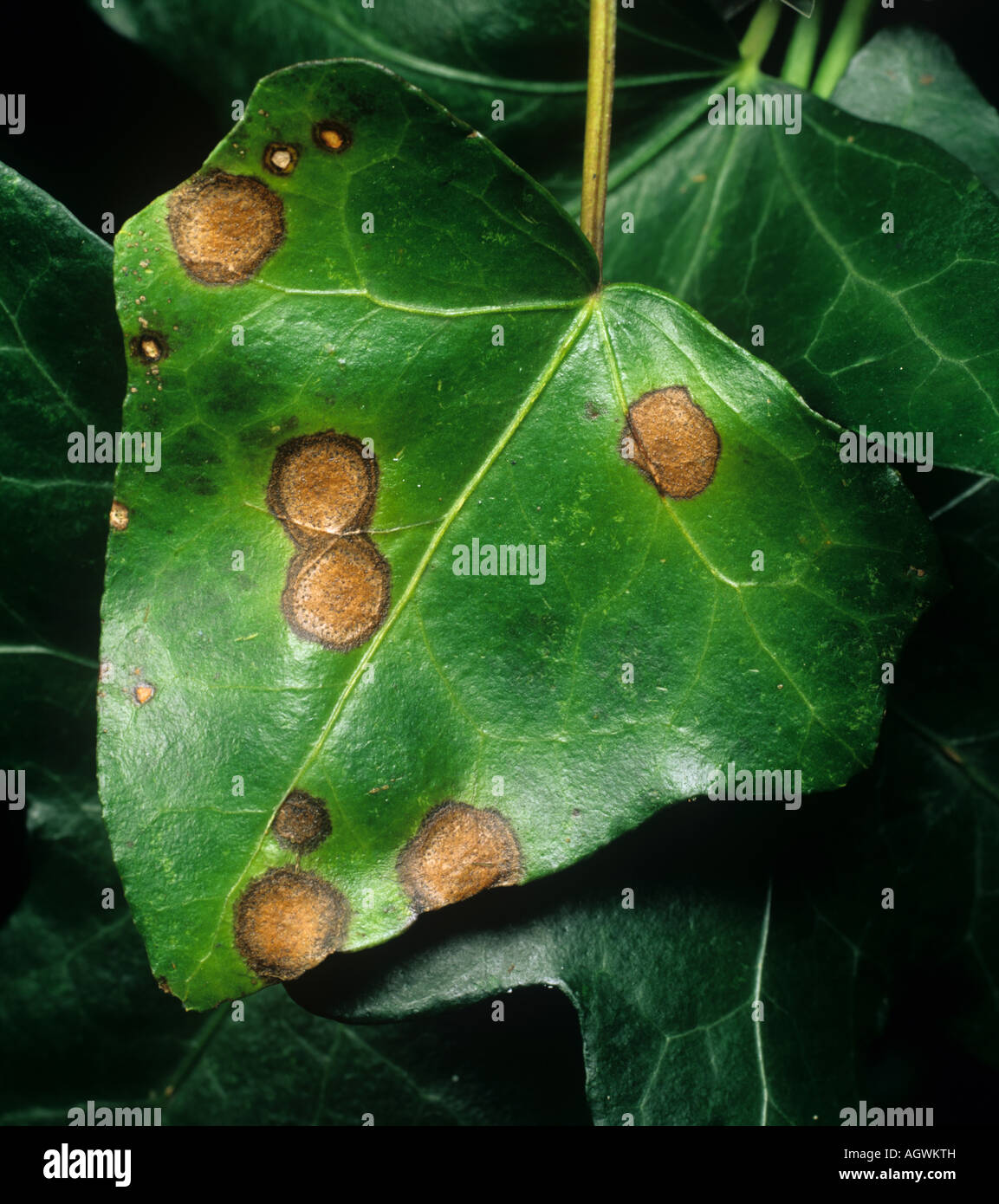 Unconfirmed leaf spot possibly one of several fungi on an ivy leaf Hedera helix Stock Photo