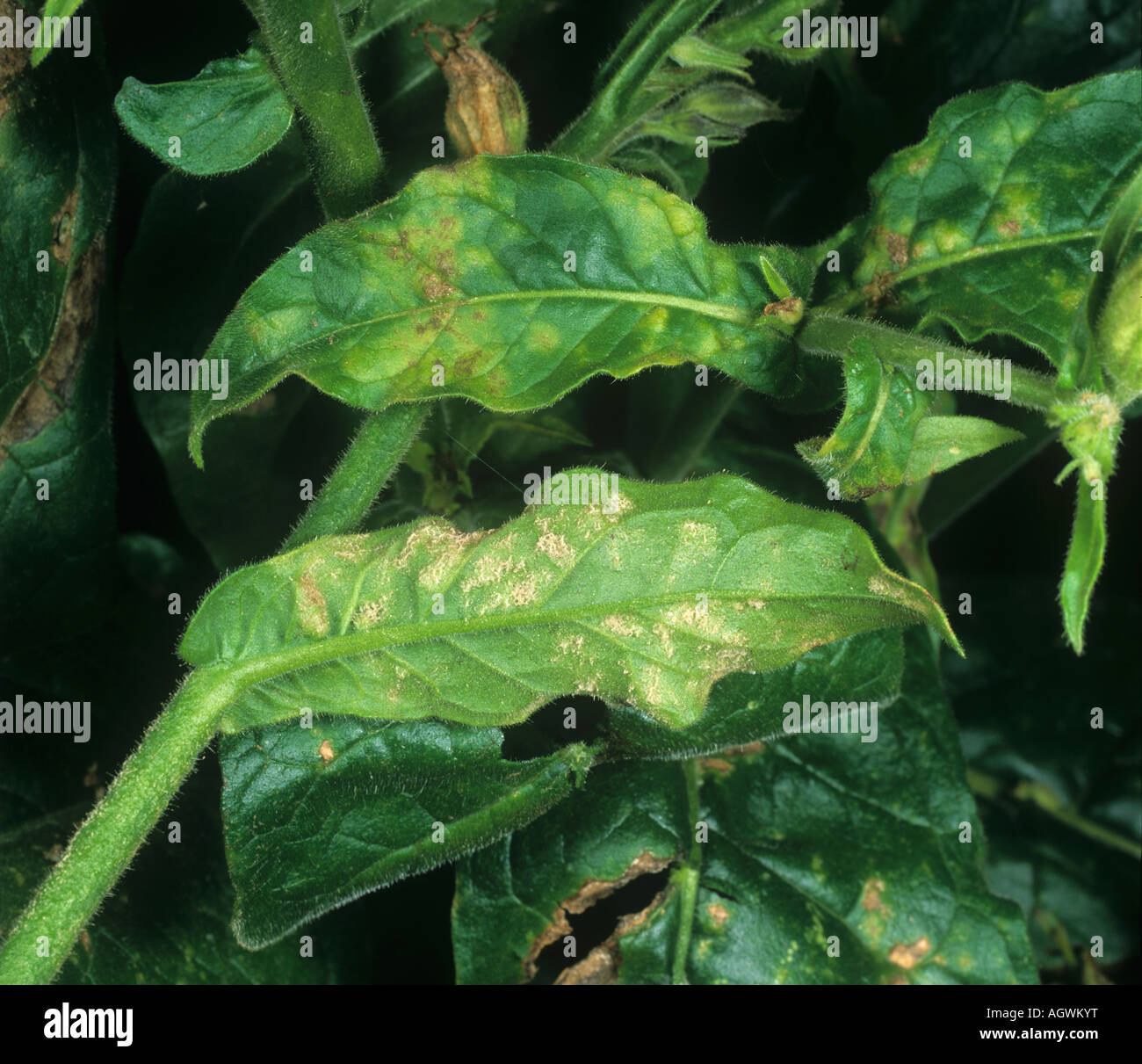 Blue mould or downy mildew Peronospora tabacina infection on ornamental tobacco Nicotiana Stock Photo