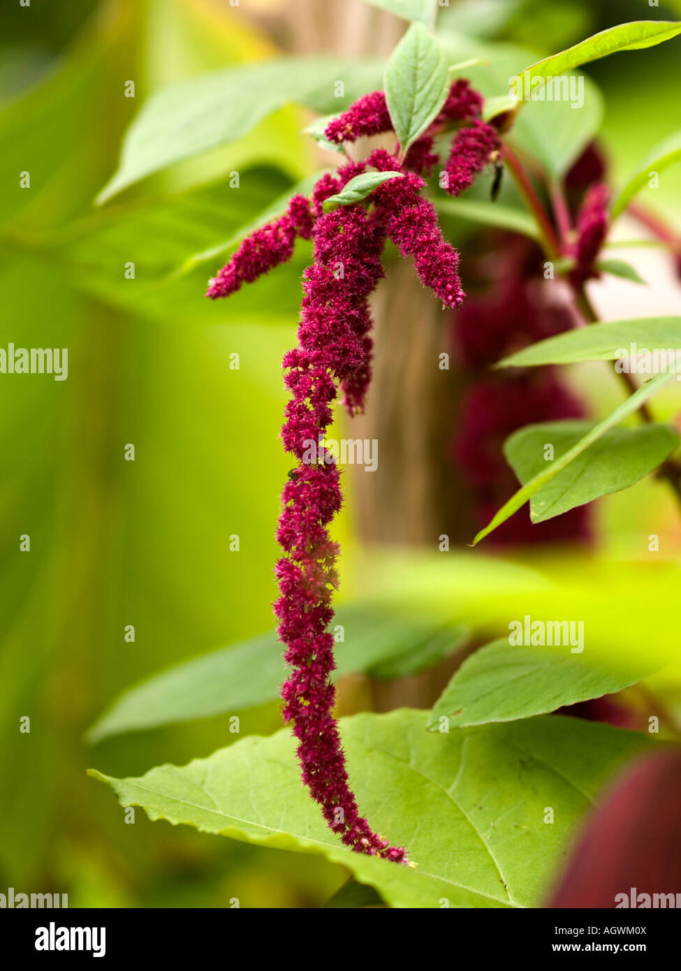 Amaranthus love lies bleeding hires stock photography and images Alamy