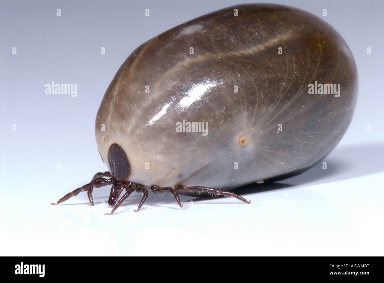 TICK Commonly known as Deer Tick or Sheep Tick Stock Photo Alamy