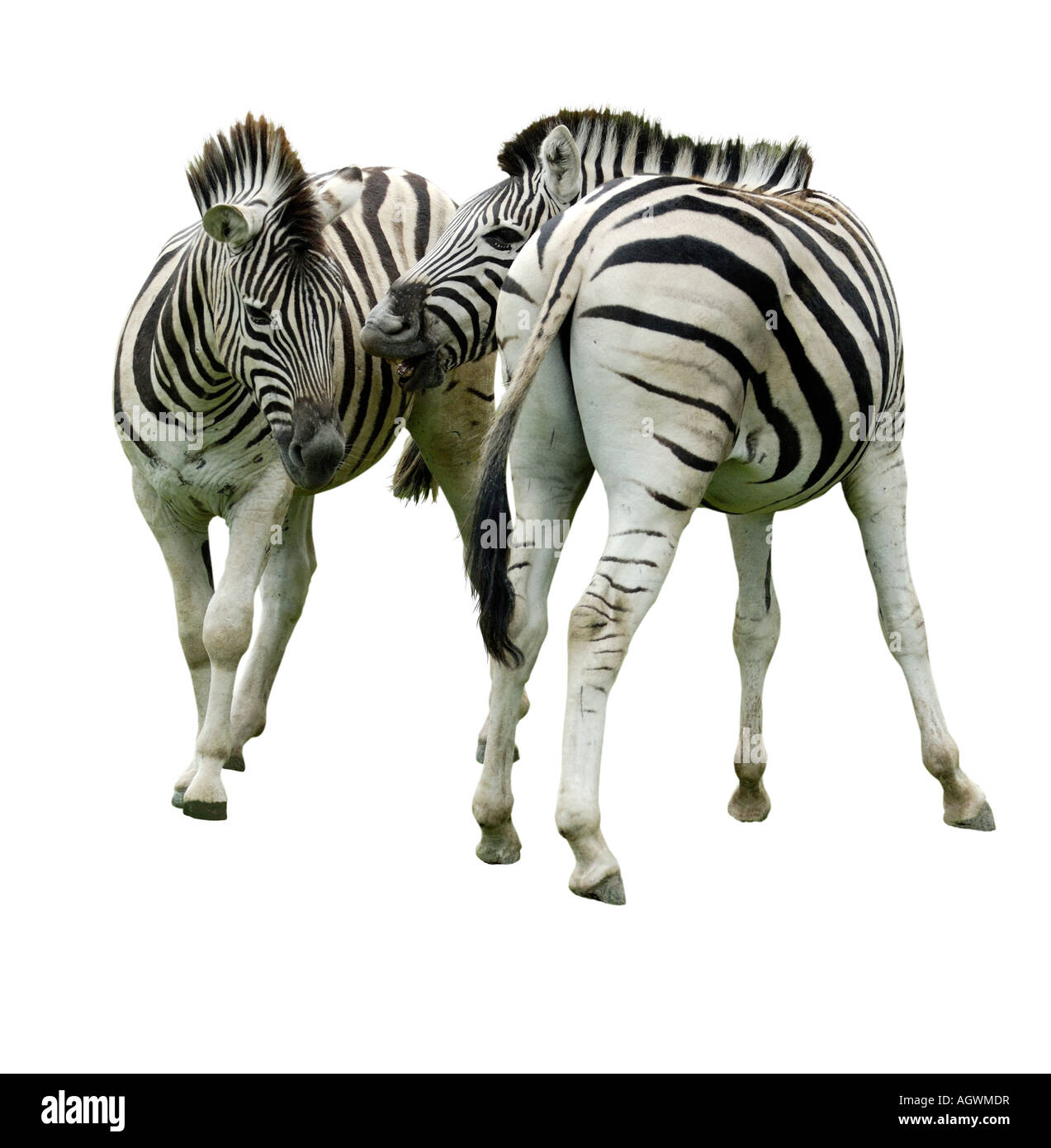 Two zebra s fighting Stock Photo