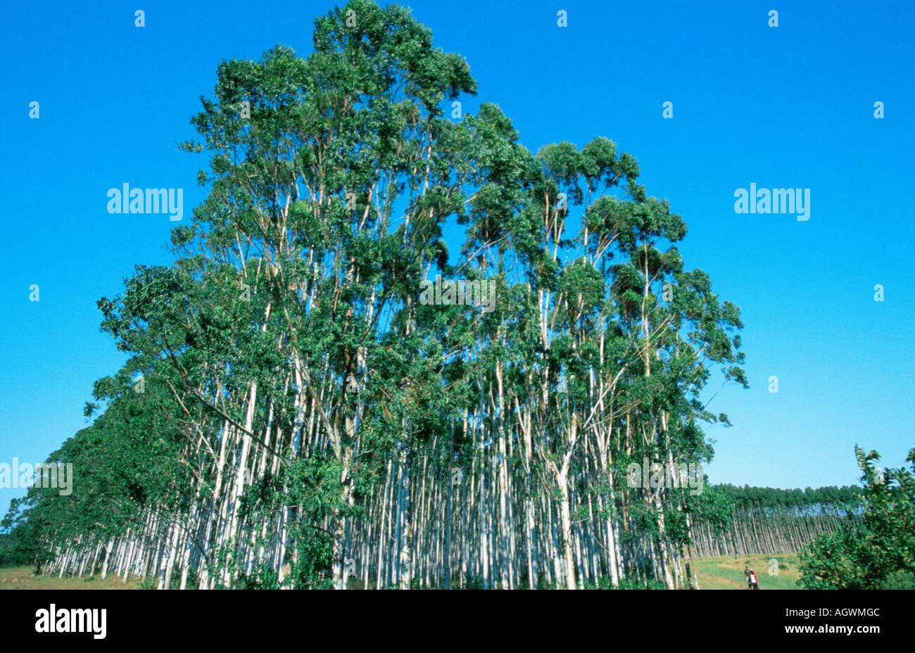 Eucalyptus plantation africa hires stock photography and images Alamy