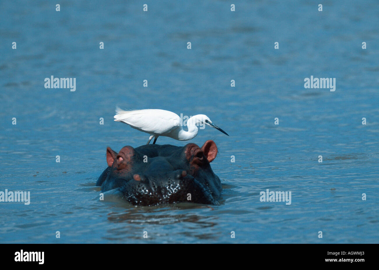 Little Egret and Hippopotamus / Seidenreiher und Flusspferd Stock Photo