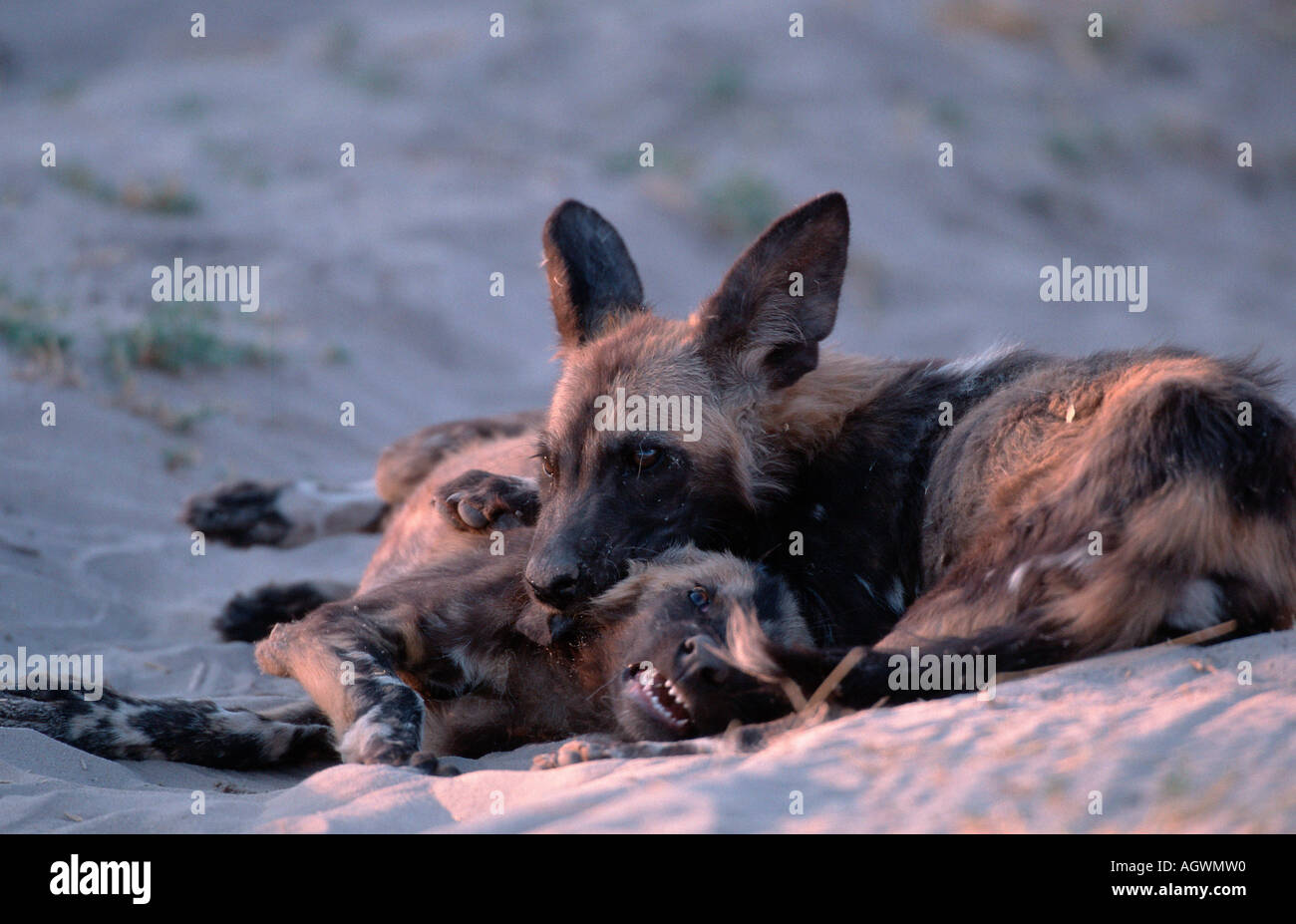 African Hunting Dog / Afrikanischer Wildhund / Hyaenenhund Stock Photo
