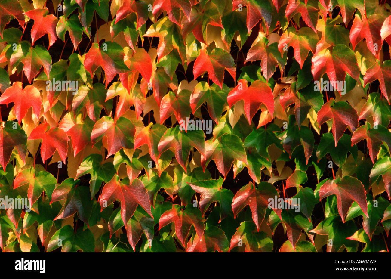 Virginia Creeper / Wilder Wein Stock Photo