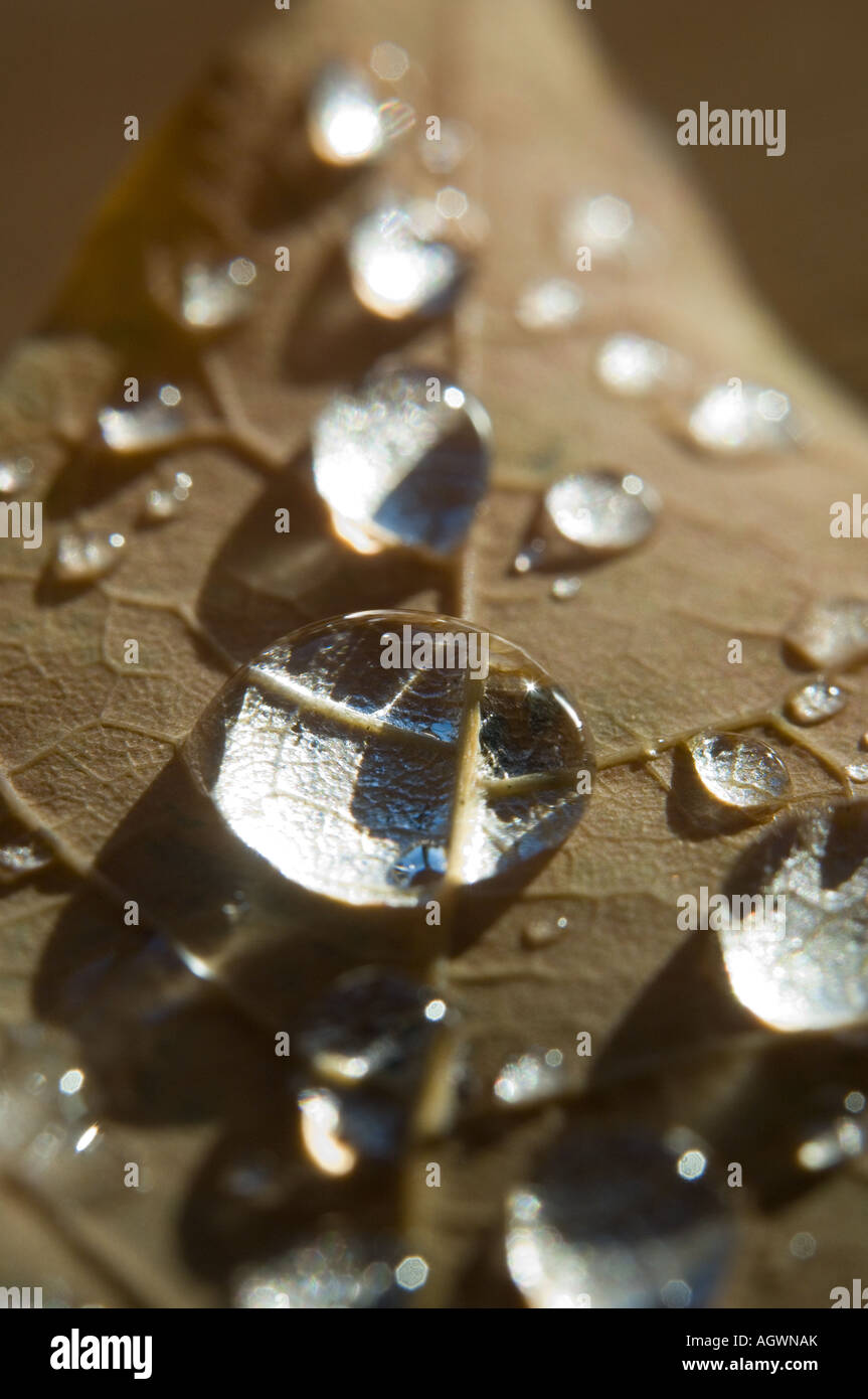 Water droplets on dried leaf Stock Photo