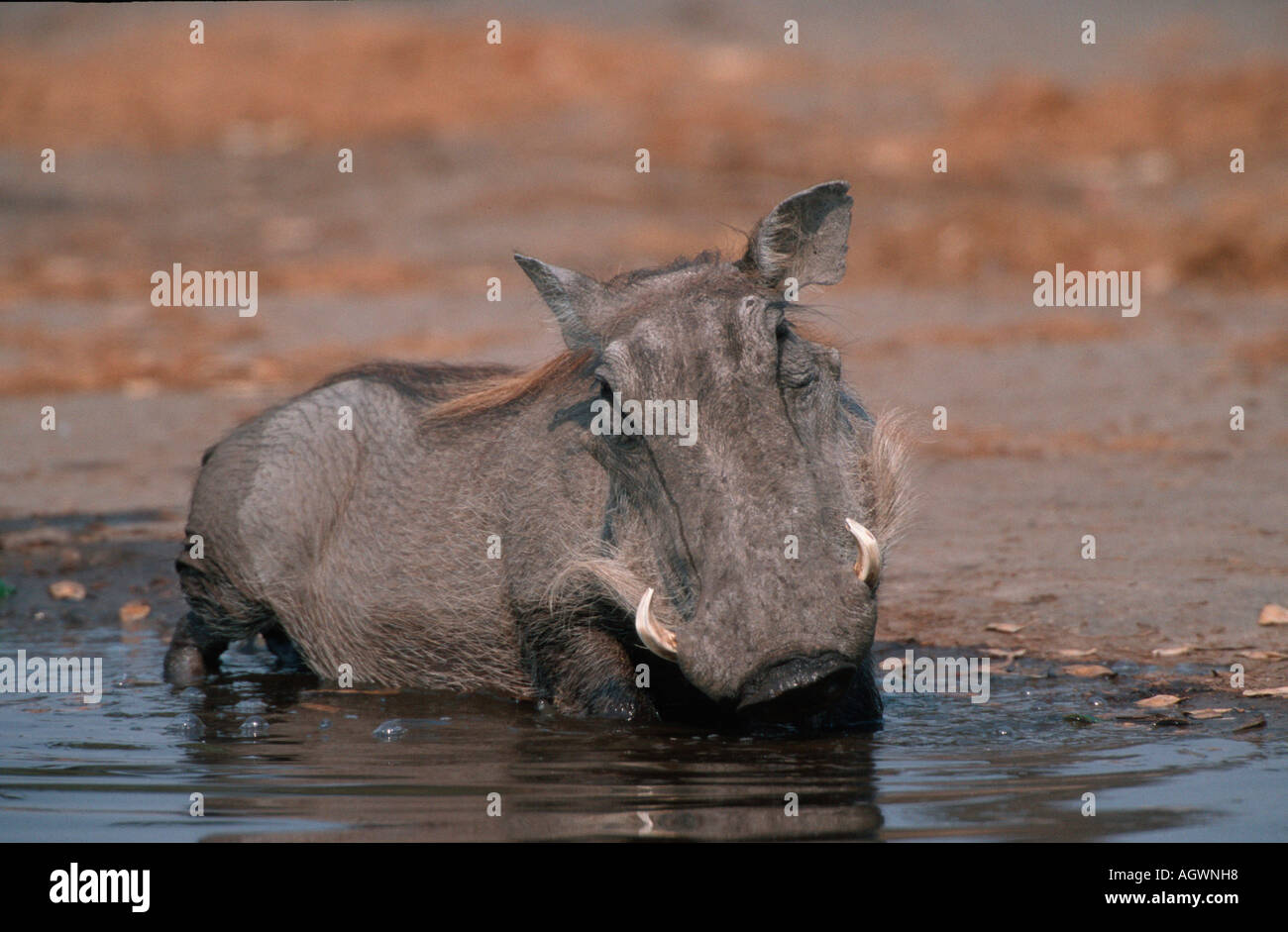 Wart Hog / Warzenschwein Stock Photo - Alamy