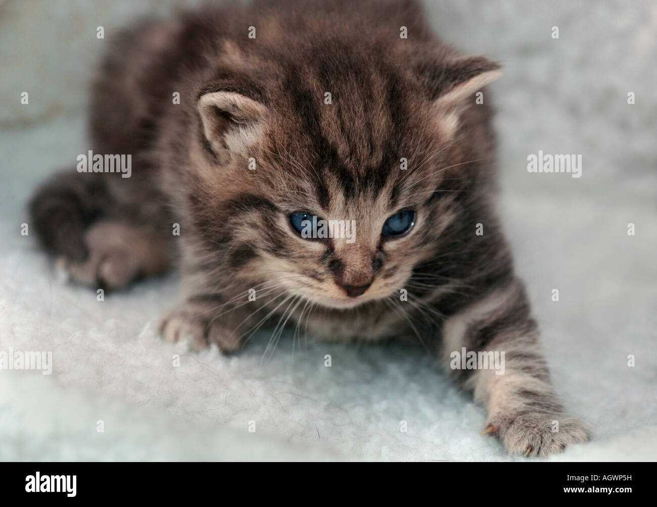 A 3 Week Old Kitten Stock Photo Alamy