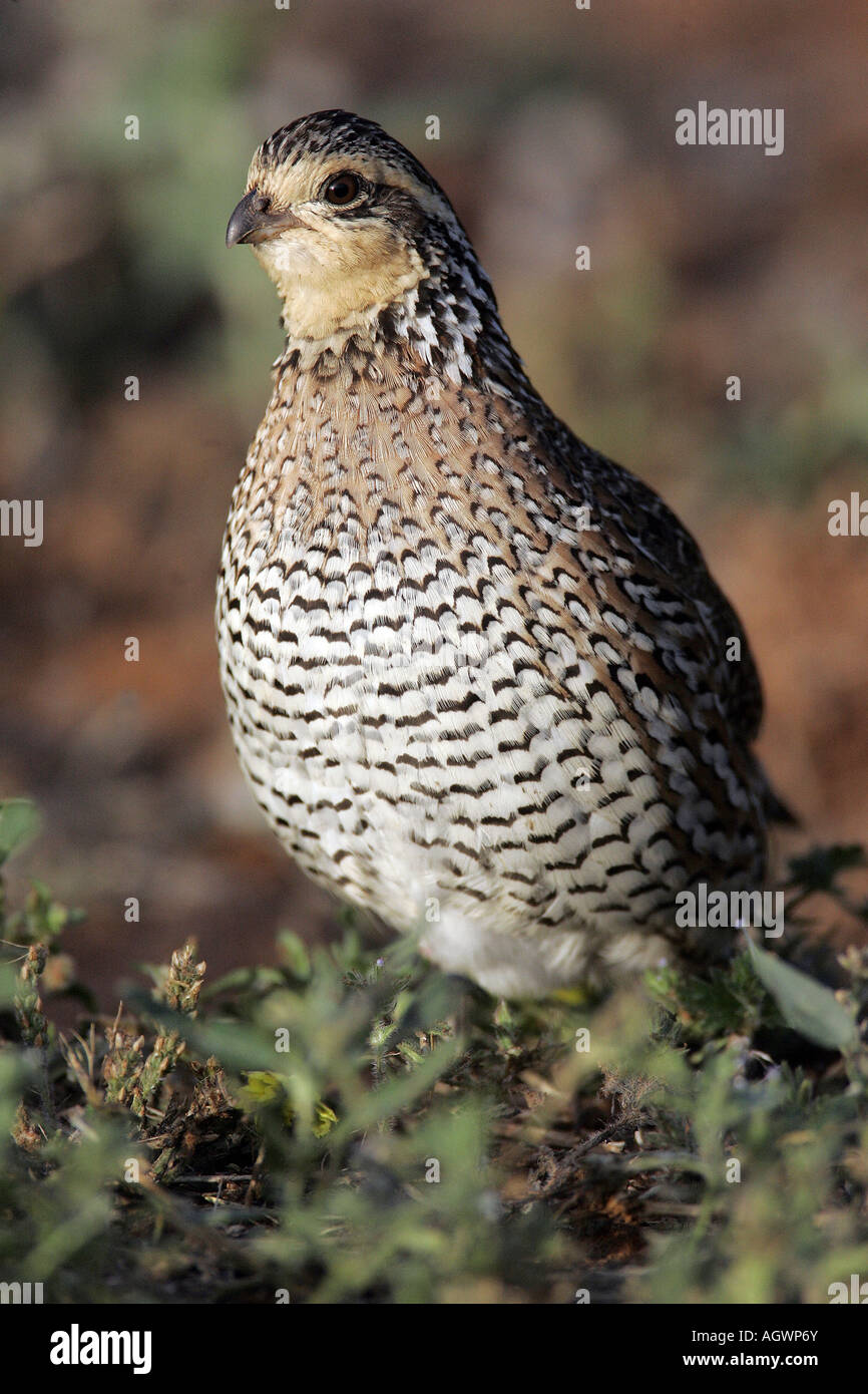 Bobwhite quail female hi-res stock photography and images - Alamy