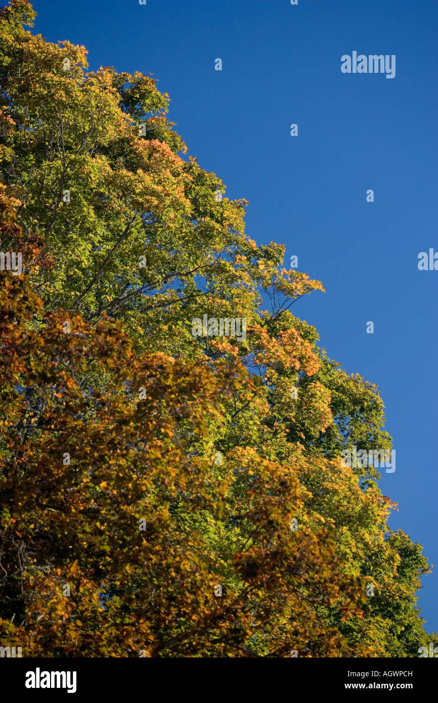 Changing leaves maple tree hi-res stock photography and images - Alamy