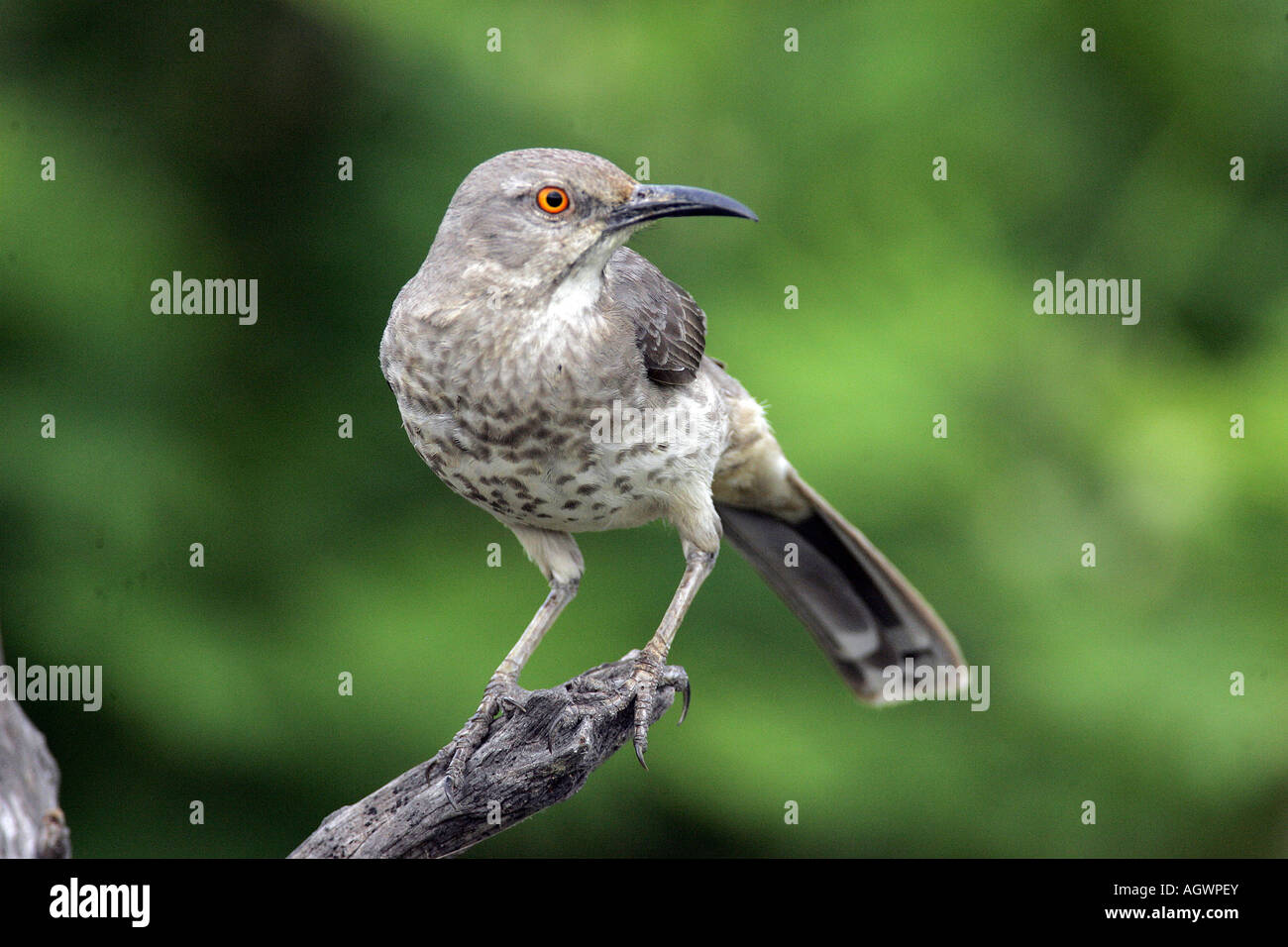 Painet jn4546 curvebilled thrasher texas birds accessory addendum appendage appendix aspect auxiliary chronicle complement Stock Photo
