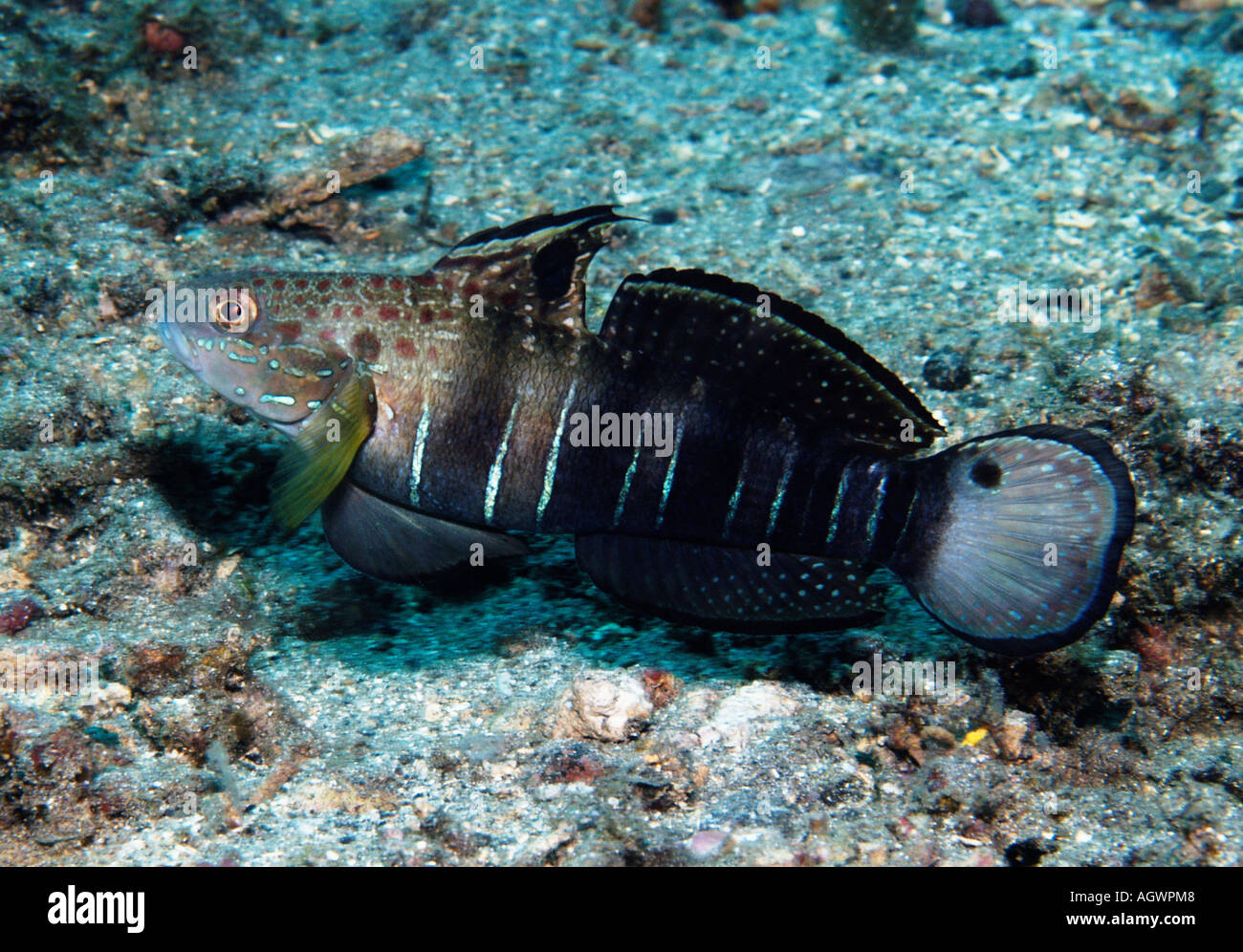 Banded Goby  Stock Photo