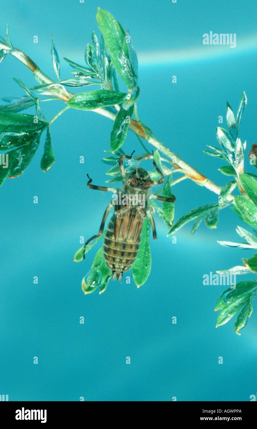 Dragonfly spec hires stock photography and images Alamy