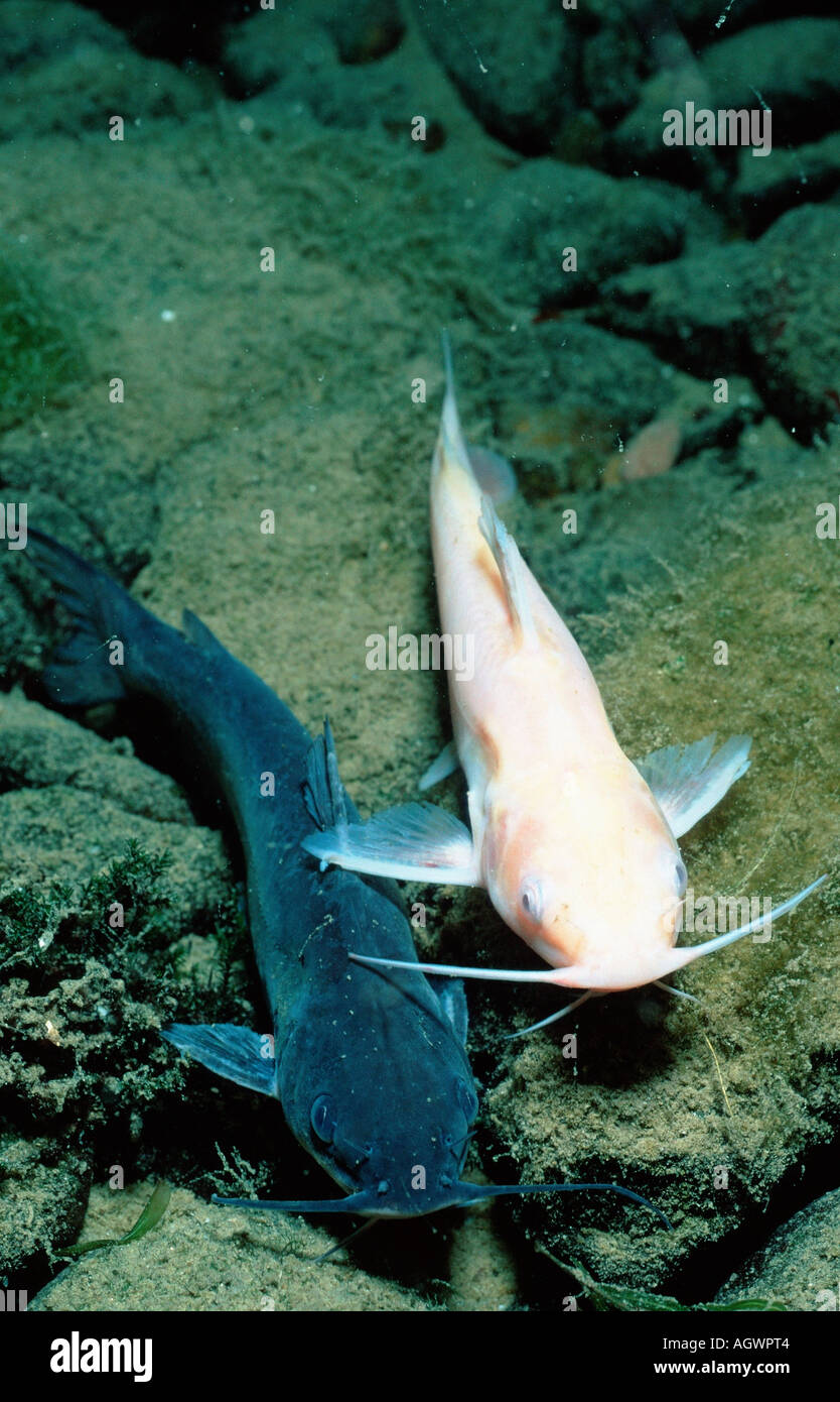 Horned Pout / American Catfish Stock Photo - Alamy