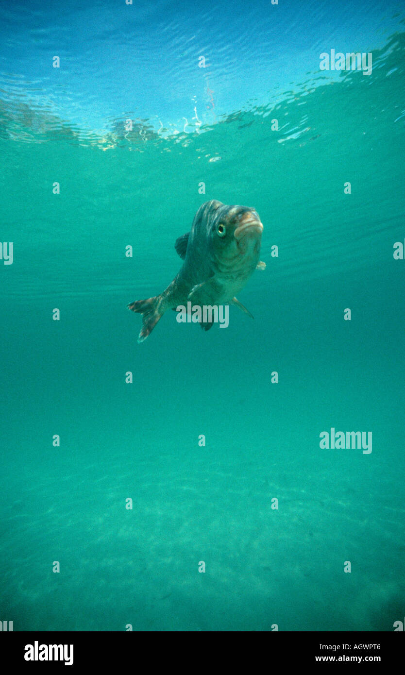 Common Bream / Carp Bream Stock Photo Alamy