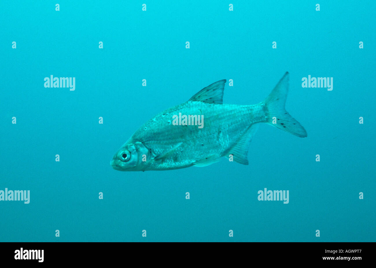 Silver Bream / White Bream Stock Photo Alamy