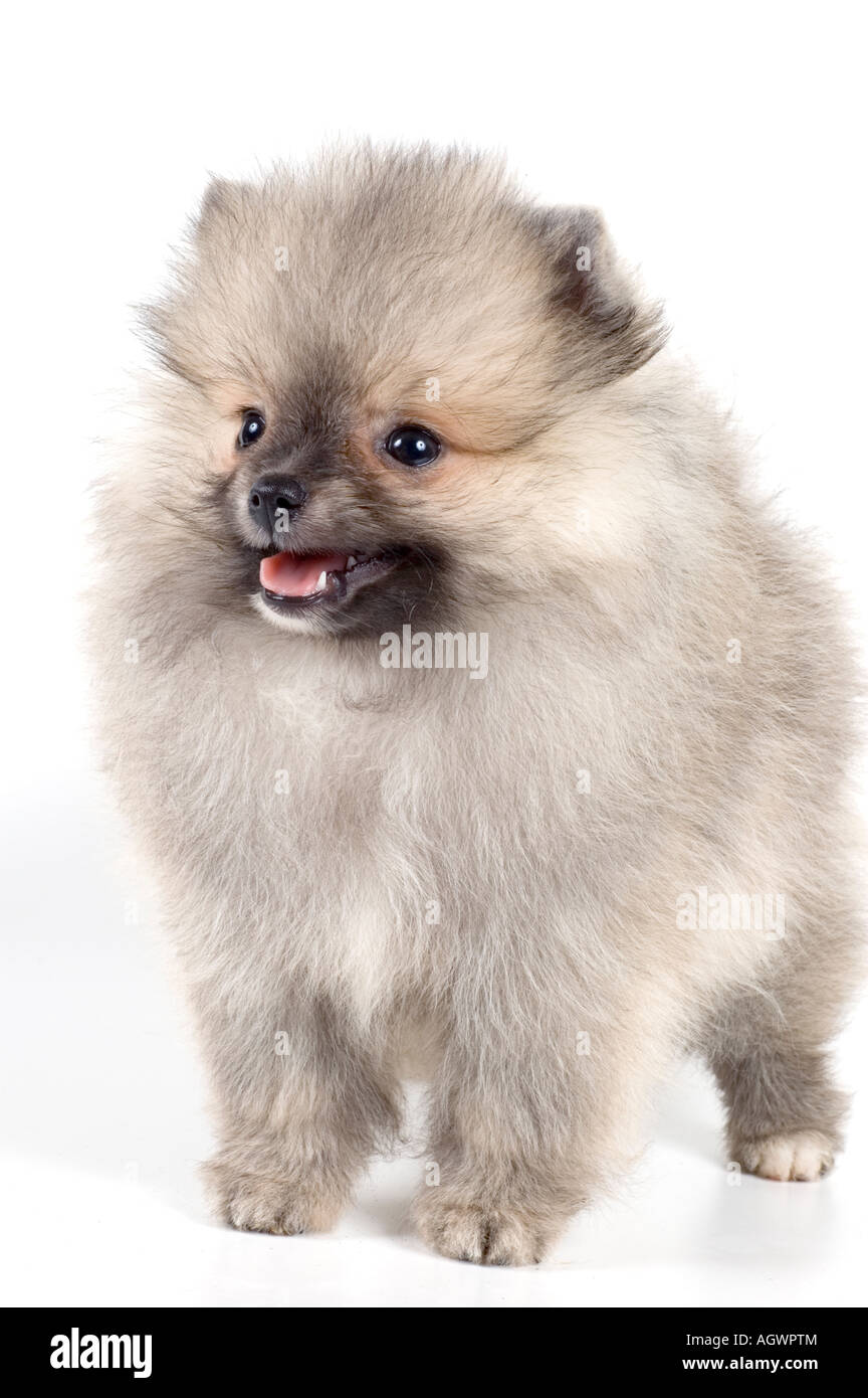 The puppy of the spitz-dog Stock Photo - Alamy