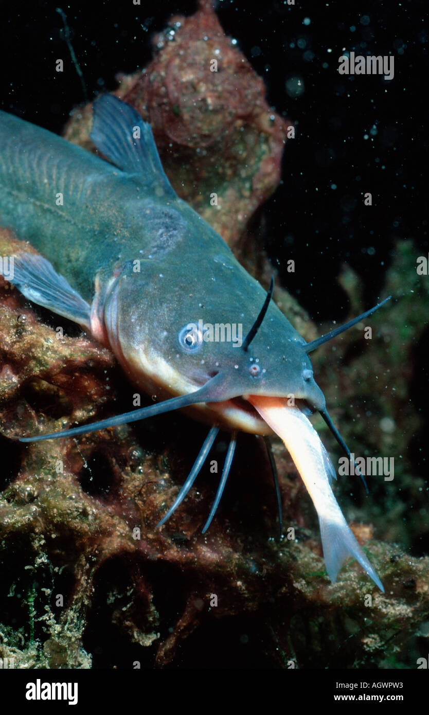 Horned Pout / American Catfish Stock Photo Alamy
