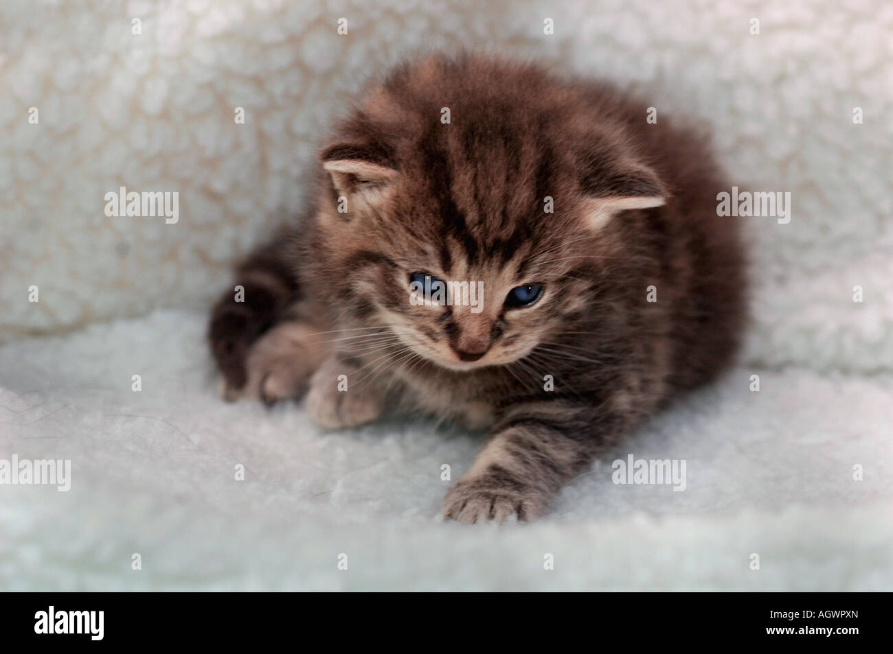 A 3 Week Old Kitten Stock Photo Alamy