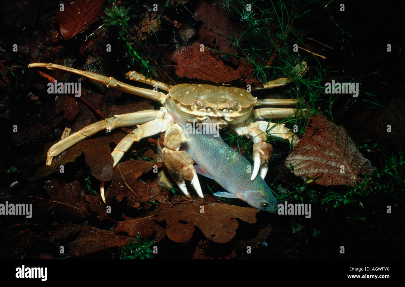 Chinese Mitten Crab Stock Photo Alamy