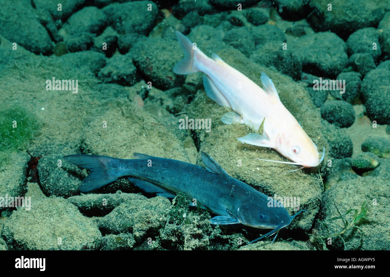 Horned Pout / American Catfish Stock Photo