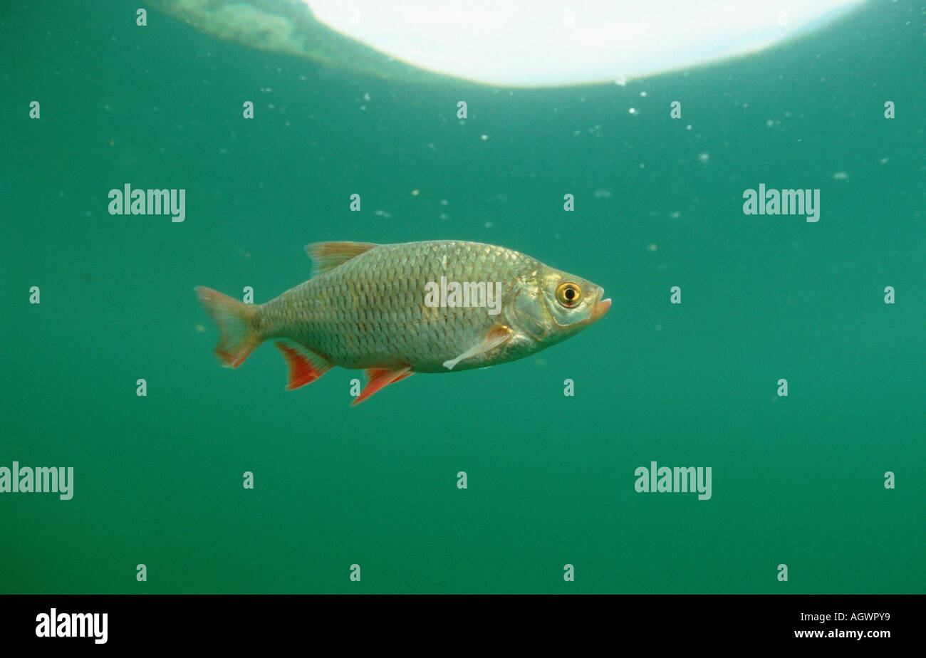 Rudd fresh water hires stock photography and images Alamy