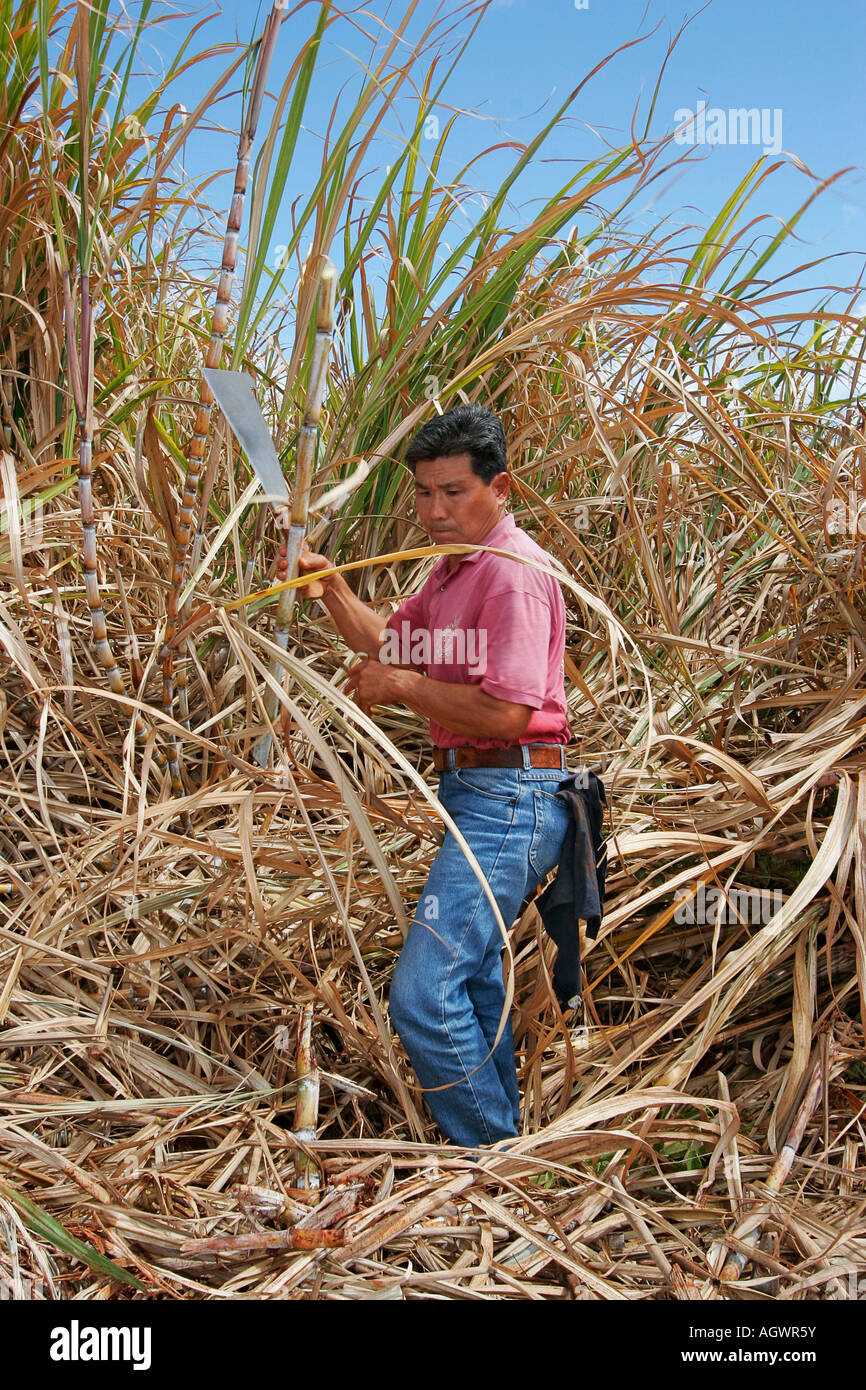 Guide on tour of Gay Robinson sugar plantation the last operating sugar plantation on Kauai cuts sugar cane for visitors to eat Stock Photo