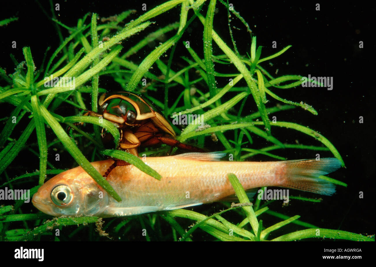 Great Diving Beetle Stock Photo Alamy
