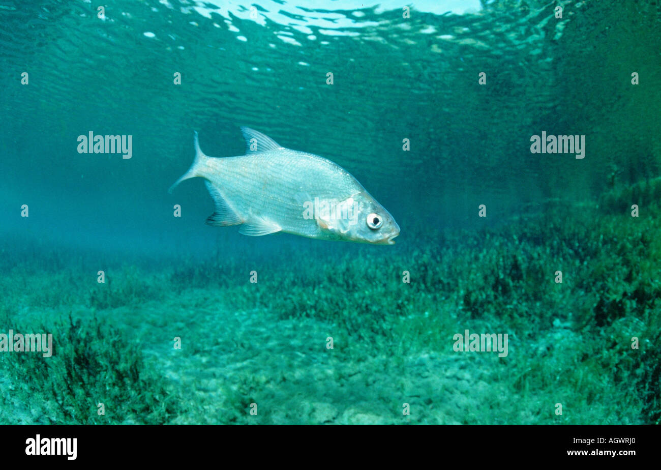Common Bream / Freshwater Bream Stock Photo Alamy
