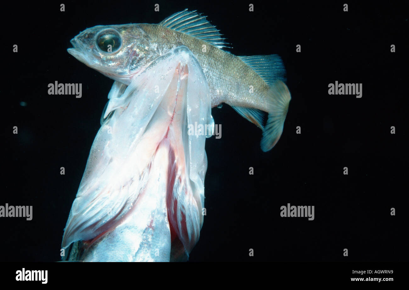 Two fish perch perca hi-res stock photography and images - Alamy
