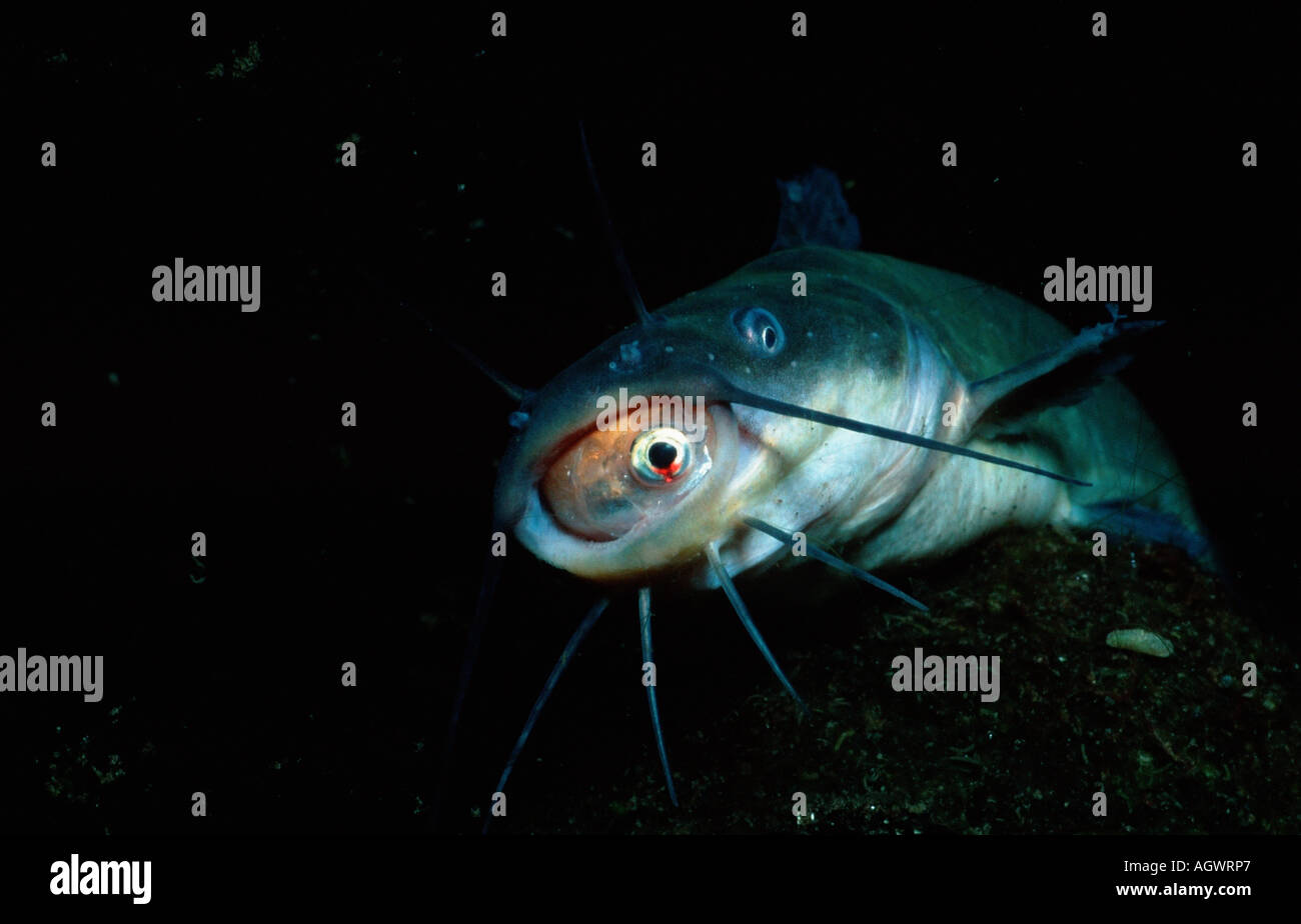 Horned pout hires stock photography and images Alamy