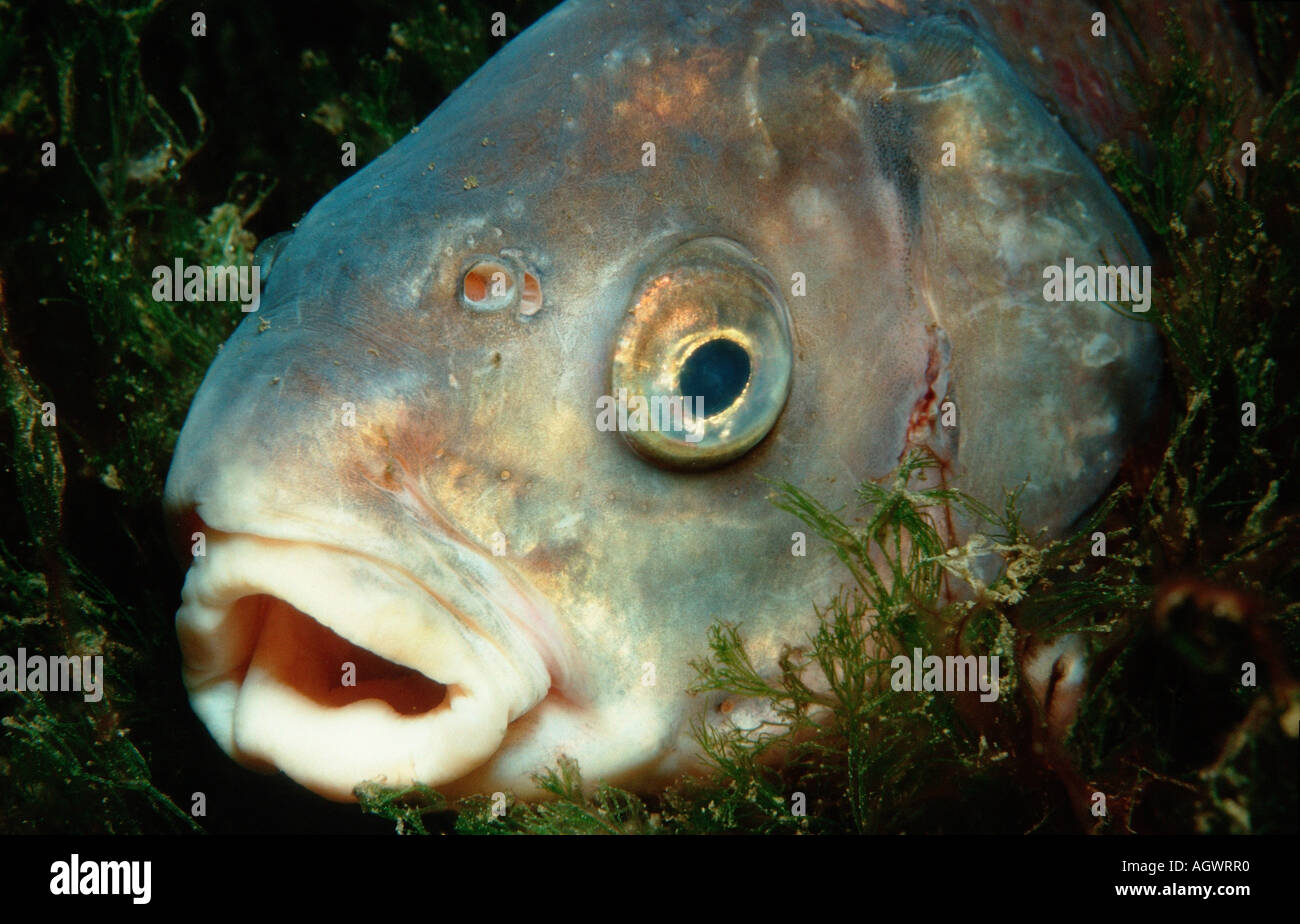 Common Bream / Freshwater Bream / Carp Bream Stock Photo