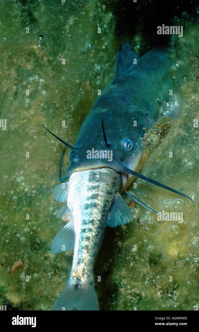 Horned pout hires stock photography and images Alamy