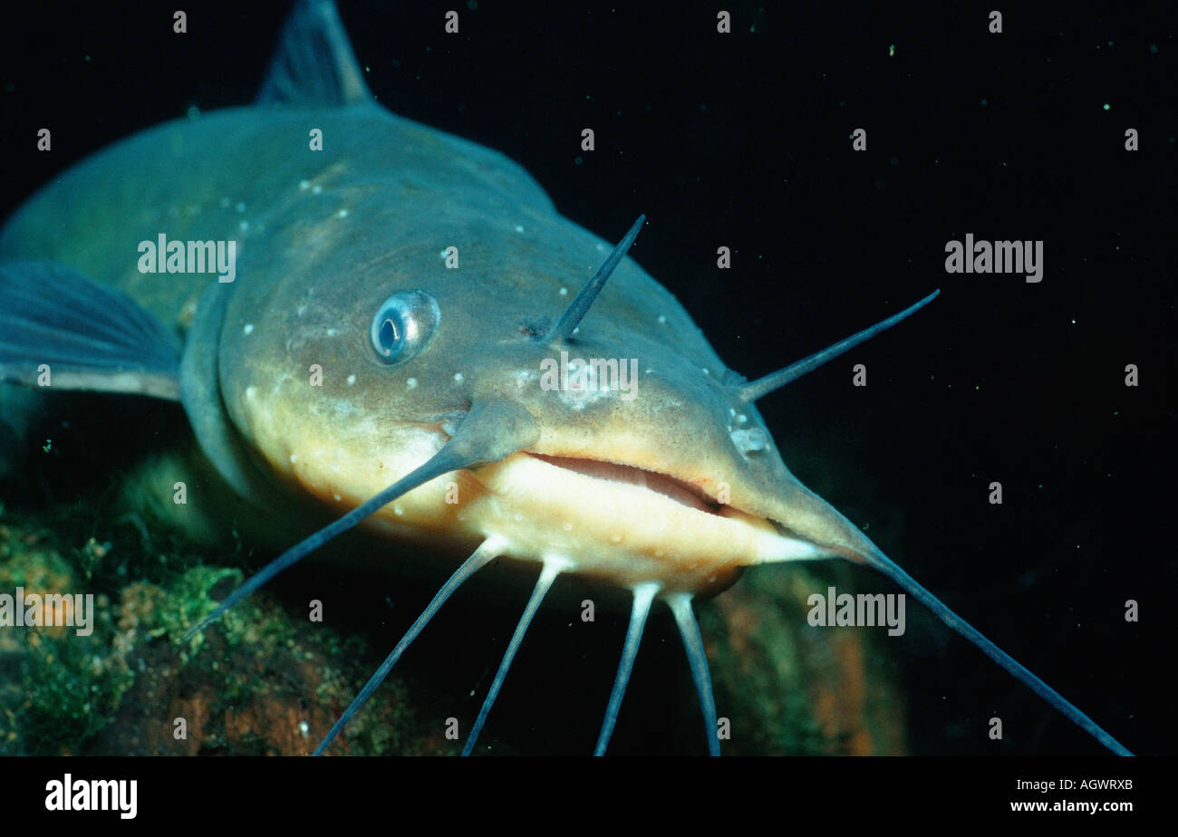 Horned pout hires stock photography and images Alamy