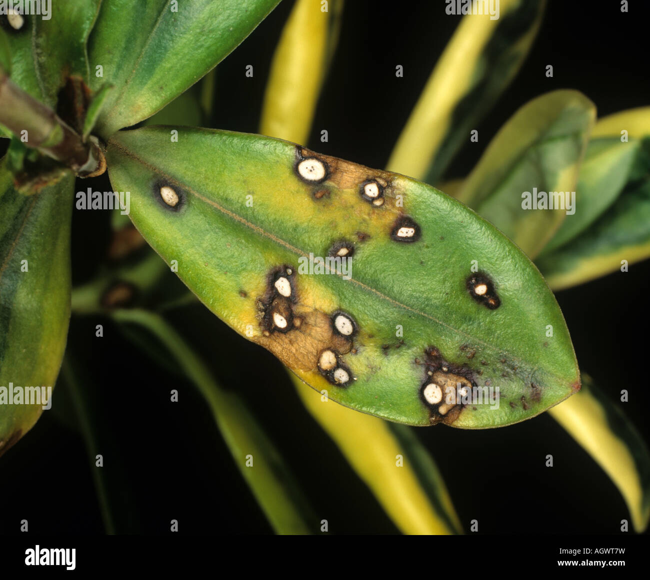 Hebe leaf spot Septoria exotica on a hebe leaf Stock Photo