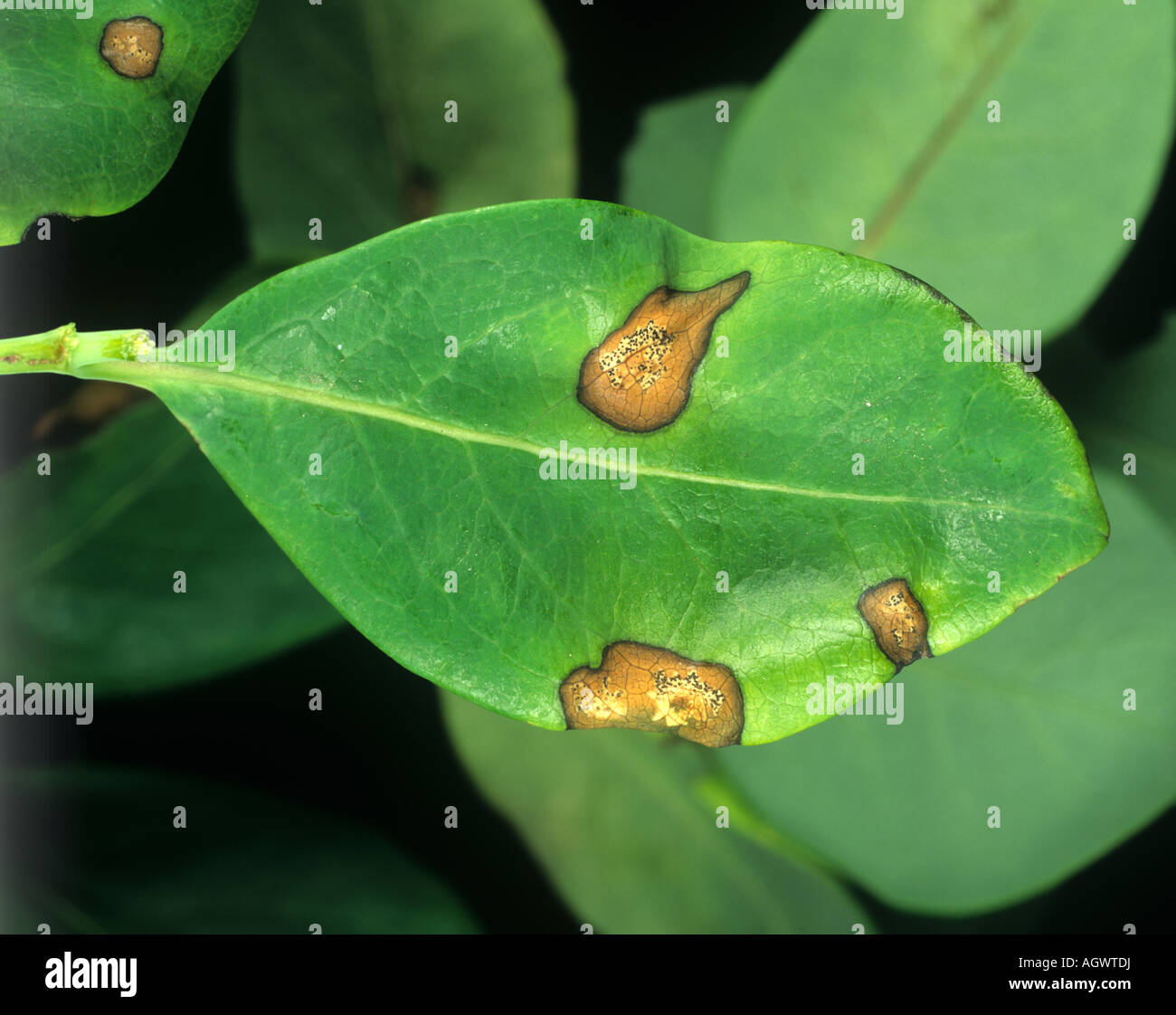 Leaf Spot Aschochyta vulgaris on honeysuckle Lonicera spp leaf Stock Photo